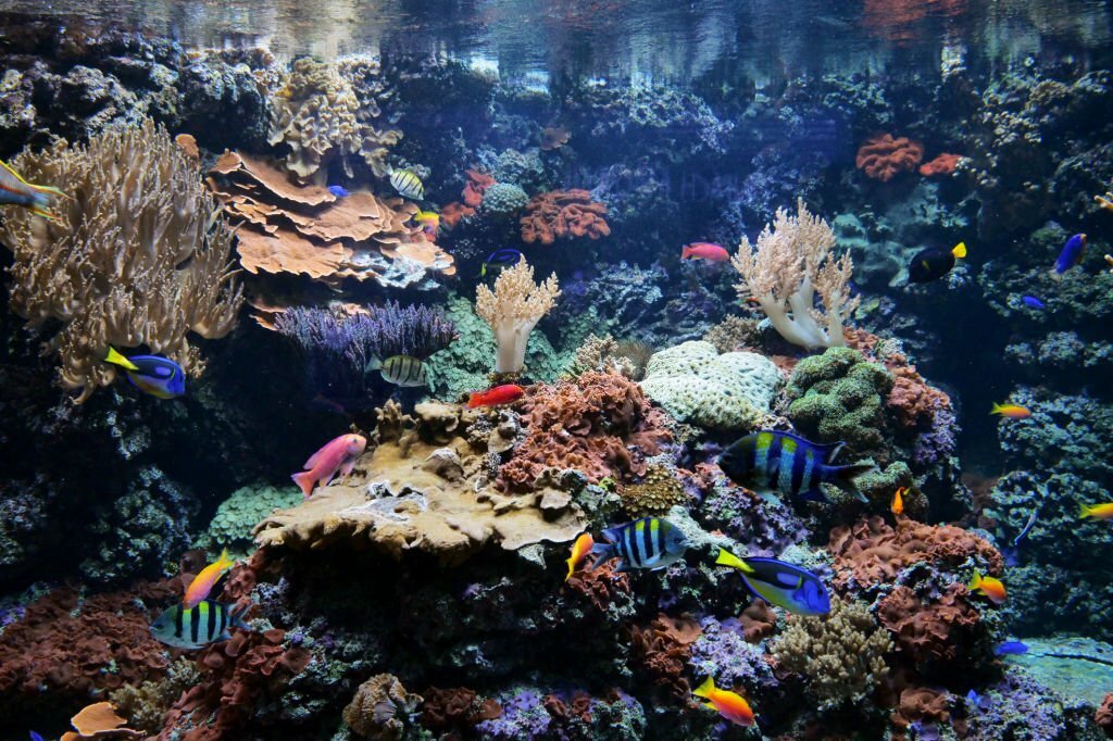 Whimsical Waters: A Mesmerizing Aquarium Tour